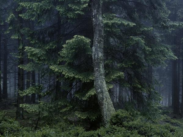 Wald: Landschaften der Erinnerung