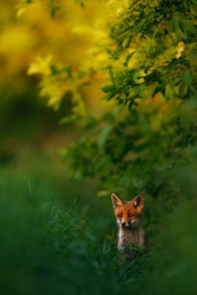 GDT Naturfotograf des Jahres 2013 - GESAMTSIEGER