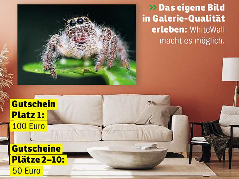 Fotograf des Jahres 2025 | Makro