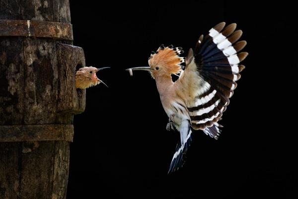 Sony World Photography Awards