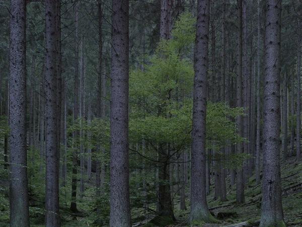 Wald: Landschaften der Erinnerung