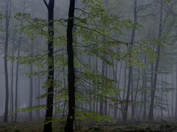 Wald: Landschaften der Erinnerung