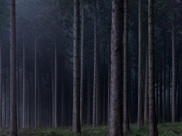 Wald: Landschaften der Erinnerung