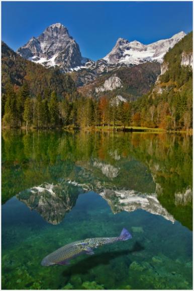 Platz 4 - BERGFORELLE von Josef Hinterleitner