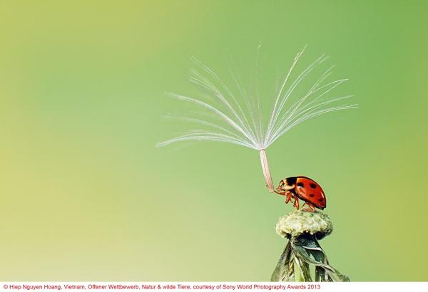 Sony World Photography Awards 2013
