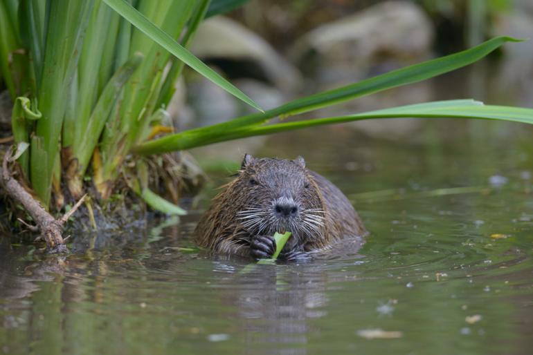 Test: AF-S Nikkor 800mm 1:5,6E FL ED VR