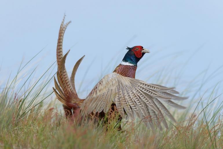 Test: AF-S Nikkor 800mm 1:5,6E FL ED VR