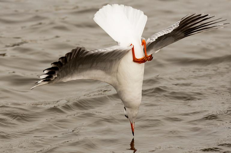 Platz 9: Möwe im Sturzflug