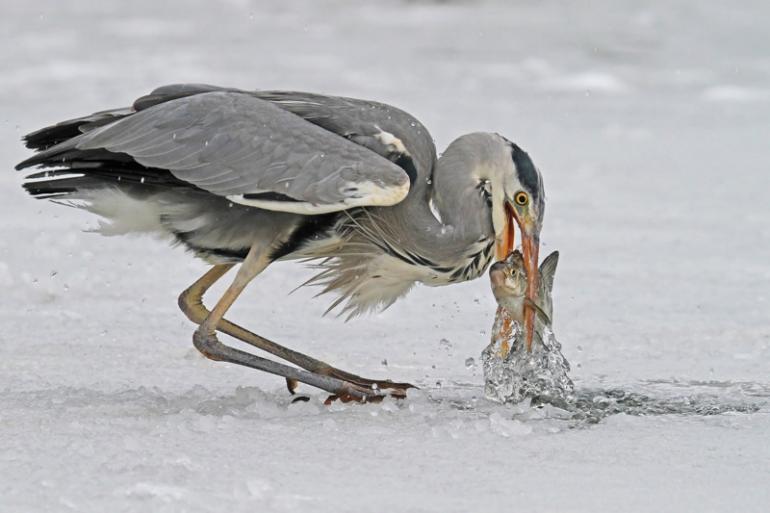 Platz 4: Eisangler