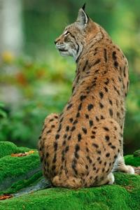 Grundkurs Tier- und Naturfotografie