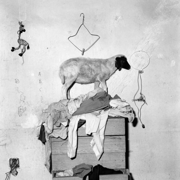 Sheep on Cupboard (Schaf auf einem Schrank), 2003