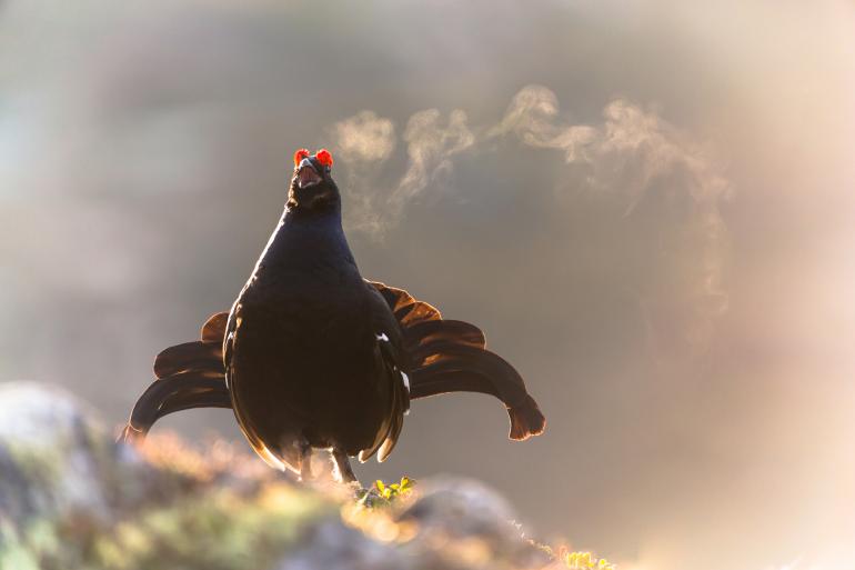 2. Nordhessische Naturfototage