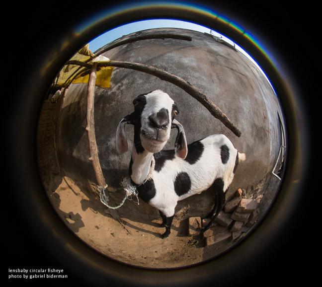 Lensbaby Fisheye für Sony, Samsung, Pentax und MFT 