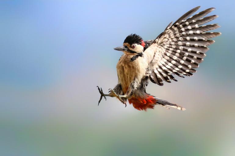 Platz 8: Vollbremsung
IDEE: Einen Buntspecht im Landeanflug zu erwischen ist ohne technische Hilfsmittel schwer – und das noch freigestellt! Hier ein Glückstreffer, wie die Fotografin selbst sagt.
GESTALTUNG: Passender Ausschnitt, Blick und Landerichtung geben eine Diagonale vor.
TECHNIK: Eigentlich wollte die Fotografin von ihr angefütterte andere Vögel im Garten fotografieren. Sie reagierte schnell und hatte zufällig den Buntspecht in der (vorher manuell eingestellten) Schärfeebene.
Canon EOS 6D | EF 2,8/200 mm | 1/4000s | f/4 | ISO 1600