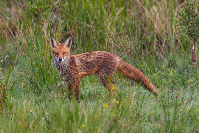 Platz 6: Nasser Fuchs
Idee: Die Füchsin bei der Rückkehr von der Jagd – so nass, als wäre sie in einen Bach gefallen. Es wird allerdings der morgendliche Tau sein. GESTALTUNG: Sehr schön der Blick der Füchsin in die Kamera und der gesamte Körper als Seitenansicht. Mit großer Schärfe umgesetzt.
TECHNIK: Der Fotograf hatte sich bereits mehrere Tage lang frühmorgens in dem Naturschutzgebiet auf die Lauer gelegt. Dieses Foto entstand mit insgesamt 700 mm Brennweite und mit Auflegen auf eine Brüstung.
Canon EOS 7D | EF 4/500 mm + 1,4fach-Konverter | 1/500s | f/7,1 | ISO 800