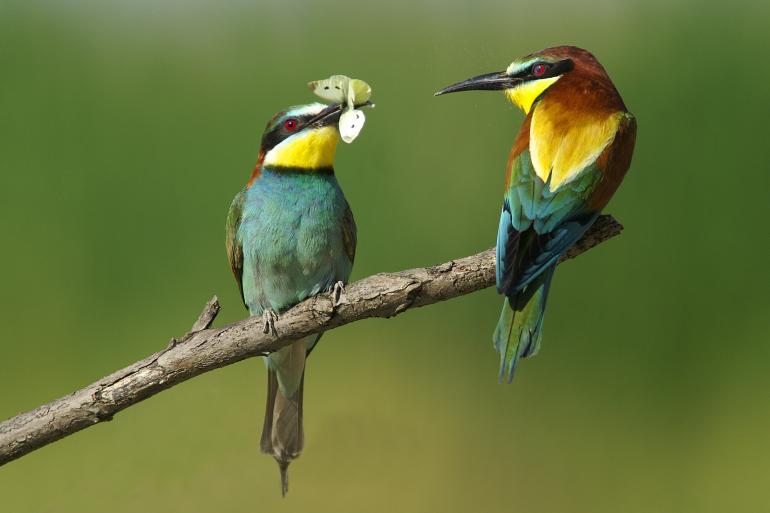 Platz 4: Liebesgabe
IDEE: Das Bienenfresser-Pärchen sitzt auf einem Ast und scheint sich
den erbeuteten Schmetterling gleich teilen zu wollen.
GESTALTUNG: Sehr gut gefällt die gespiegelte Haltung, die den gleichzeitigen Blick auf die Tiere von vorn und von hinten ermöglicht.
TECHNIK: In der ungarischen Puszta zufällig entdeckt und über zwei Stunden beobachtet. Mit Stativ und bei mittäglichem Sonnenlicht.
Minolta Dynax 7D | Minolta
4,5/400 mm + 1,4fach Konverter | 1/500s | f/8 | ISO 200