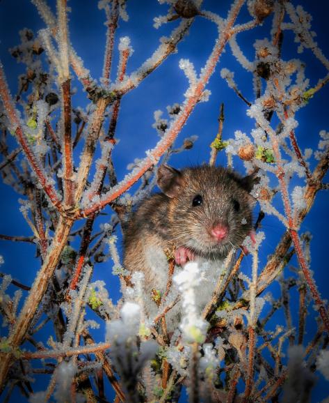 Platz 5: Auf der Flucht
IDEE: Eine Maus ist nicht so oft in einem Strauch anzutreffen. Diese hier war auf der Flucht vor einer unten wartenden Katze und musste daher unfreiwillig dem Fotografen als kleinerem Übel Modell sitzen.
GESTALTUNG: Gut gefällt die reduzierte Farbgebung. Die Vignettierung durch den kleinen Blitz ist in diesem Fall eher von Vorteil.
TECHNIK: Aus kurzer Entfernung mit dem integrierten Blitz angeleuchtet. Blende weit geschlossen, um den Himmel blau zu halten. Die Maus hat übrigens überlebt.
Nikon D80 | Tamron 2,8/17-50 mm |
1/60s | f/32 | ISO 100