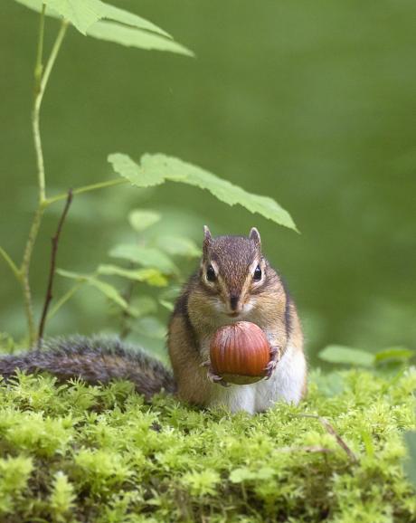 Platz 7: Hab sie!
IDEE: Das Streifenhörnchen hält scheinbar voller Freude die gefundene Haselnuss hoch.
GESTALTUNG: Neben der tollen vermenschlichten Haltung des Tieres wurde das Streifenhörnchen zudem optimal platziert.
TECHNIK: Der Fotograf kennt den Wald bei Brüssel seit Jahren und weiß, wo sich die Tiere aufhalten. Freihand und wegen der schlechten Lichtverhältnisse im Wald mit relativ hoher Lichtempfindlichkeit.
Sony SLT-A77V | Sony 4-5,6/70-400 mm | 1/320s | f/5 | ISO 1600