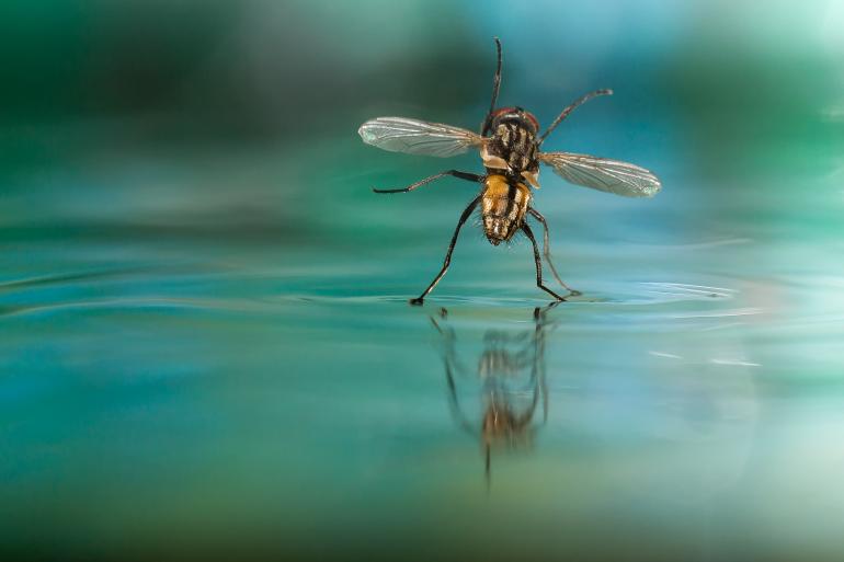 3. Platz: &quot;Fly&quot; - Uwe Henning nahm mit einem Makroobjektiv und externem Blitzgerät diese Fliege auf der Wasseroberfläche seines Aquariums auf.