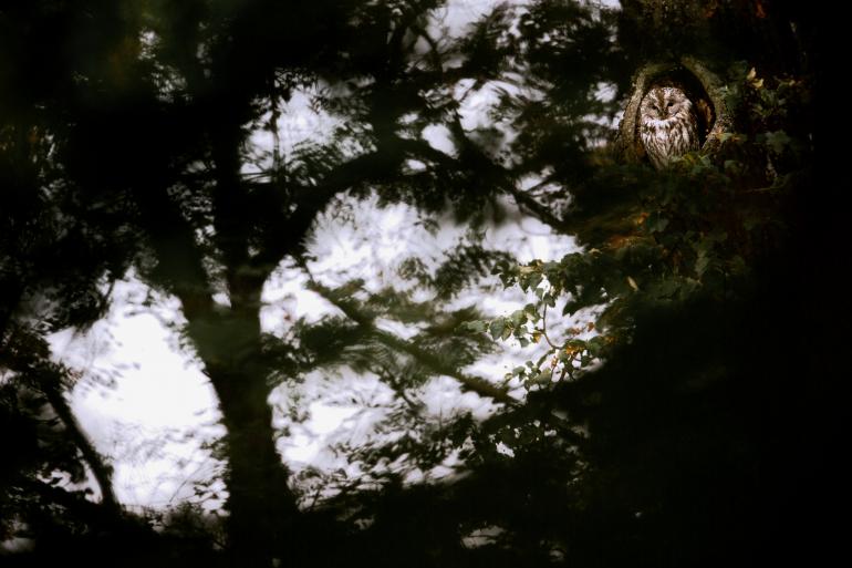 Sieger der Kategorie Vögel: Jan Piecha. Sein Bild &quot;Mystisch&quot; zeigt einen Waldkauz in München.