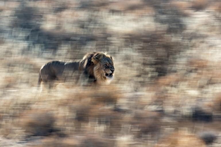Sieger der Kategorie Säugetiere: Jan van der Greef. Ein Löwe in der Kalahari mit charakteristischer dunklen Mähne fordert sein Territorium.