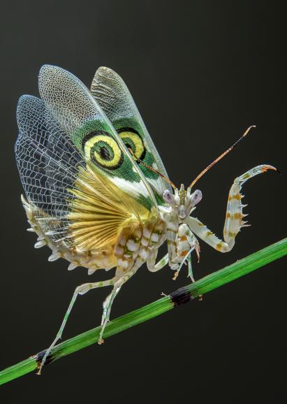 Platz 01: Drohgebärde
IDEE: Die Drohgebärde dieser Blütenmantis (eine Gottesanbeterin) aus Afrika kann auch für größere Tiere eine sehr beeindruckende Geste sein.
GESTALTUNG: Überzeugend vor allem durch die Haltung des Tieres und die Lichtführung, die die Flügel von hinten zum Leuchten bringt.
TECHNIK: Das von der Fotografin gezüchtete Tier erwies sich als sehr reizbar und konnte leicht in die Drohgebärde gesetzt werden. Ein einzelner Systemblitz schräg links hinter dem Tier sorgt für das Aufleuchten der halbtransparenten Flügel.
Nikon D610 | Micro Nikkor 2,8/60mm | 1/200s | f/25 | ISO 200