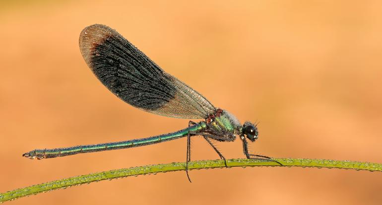 Platz 08: Prachtlibelle im Tau
IDEE: Für die Nachtruhe setzen sich die Prachtlibellen oft auf lange Grashalme – die sich dann aufgrund des Gewichts (vor allem des Taus) am Morgen zur Seite neigen. Bis in die Waagerechte.
GESTALTUNG: Überzeugt vor allem durch die Körperhaltung des Tieres und die Seitenansicht.
TECHNIK: Frühmorgens mit dem ersten Licht der Sonne im Rücken. Der goldene Hintergrund ent-
steht durch gelbfarbene Büsche, die sich in der extremen Unschärfe zu einer Fläche auflösen.
Canon EOS 5D mark iii | Canon EF 2,8/100mm Makro | 1/200s | f/11 | ISO 1000