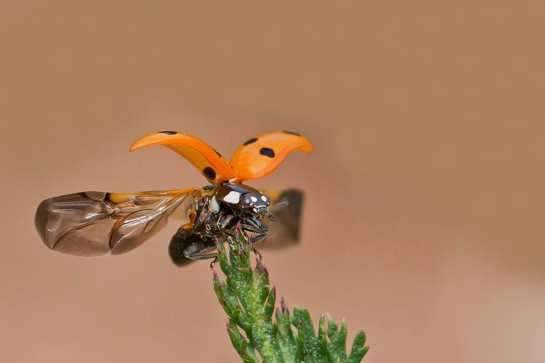 Platz 10: Ready for take off
IDEE: Der Marienkäfer breitet in der Sekunde vor dem Start seine Flügel aus.
GESTALTUNG: Durch die Freistellung und die Ausleuchtung fast wie eine Studioaufnahme wirkend. Der Ausschnitt ist gut, einzig das Grün der Pflanze könnte stören. Tolles Licht!
TECHNIK: Der Fotograf sah den Käfer den Stengel hochklettern. Wer die Tiere kennt, weiß, dass sie fast immer oben starten. Er wartete bis zum perfekten Augenblick und machte im Serienbildmodus mehrere Fotos. Kein Blitz-, sondern lediglich Tageslicht.
Canon EOS 50D | EF 2,8/100mm Makro | 1/1600s | f/5,6 | ISO 400