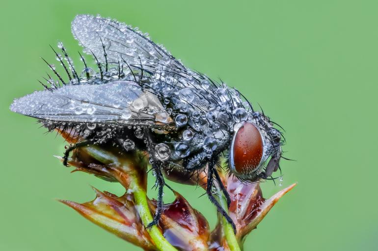 Platz 06: Scharfe Fliege
IDEE: Die in der Morgenstarre befindliche Fliege mit durchgängiger Schärfe in voller Detailfülle inklusive Tautropfen fotografiert.
GESTALTUNG: In passender Perspektive als Freisteller umgesetzt (das Grün im Hintergrund sind in Unschärfe aufgelöste Büsche).
TECHNIK: Mit fixiertem Ansitz und einer Kamera auf Stativ und Makroschlitten. Dieser wird von Aufnahme zu Aufnahme einen halben Millimeter weiter bewegt. Die Bilder wurden in Zerene Stacker zu dem Ergebnisbild mit durchgängiger Schärfe zusammengefügt.
Canon EOS 70D | Canon 2,8/100mm mit Vorsatzlinse | 1/15s | f/8 | ISO 200