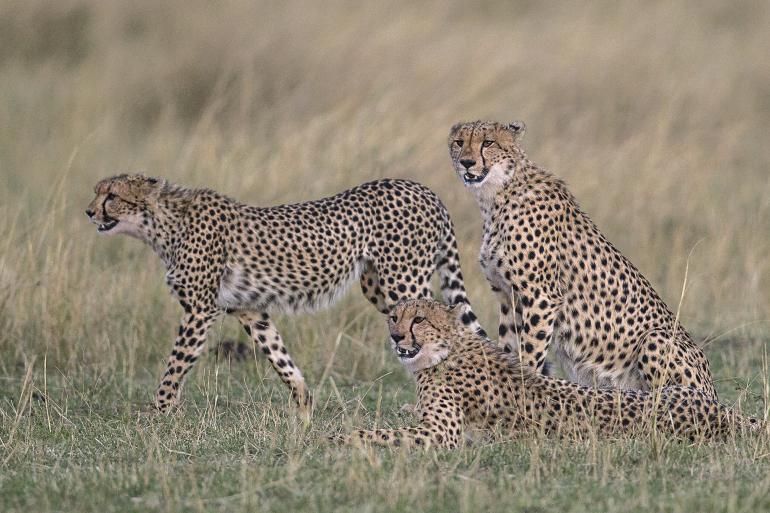 Reiseinfo Sambia ALLGEMEIN: In dem Binnenstaat im südlichen Afrika leben über 13 Millionen Einwohner. Es herrscht ein mildes tropisches Klima. Hauptstadt ist Lusaka. EINREISE: Für Sambia gilt Visumpflicht. Deutschen Staatsbürgern können Touristenvisa gebührenpflichtig bei der Einreise nach Sambia erteilt werden.