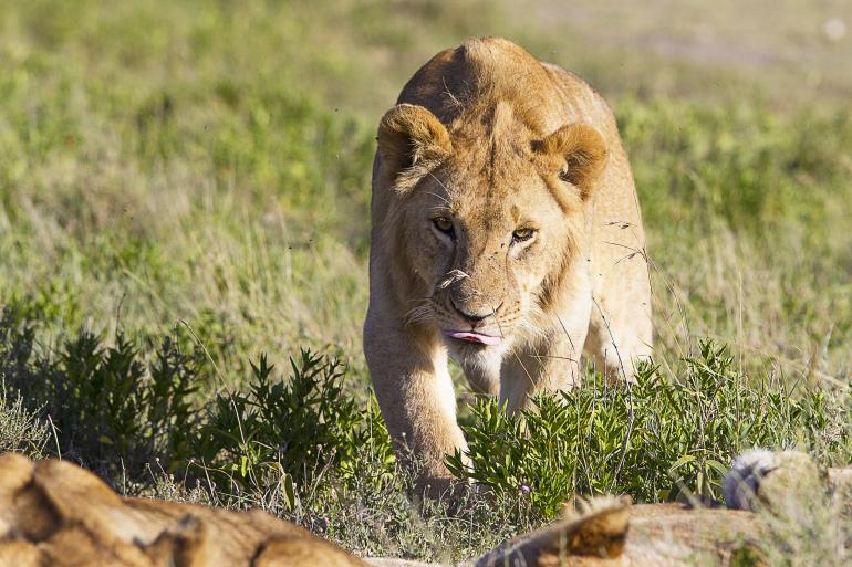Löwen findet man unter anderem in den zahlreichen Naturparks Afrikas. Mithilfe der Profifotografen kommt man ihnen ganz nah.