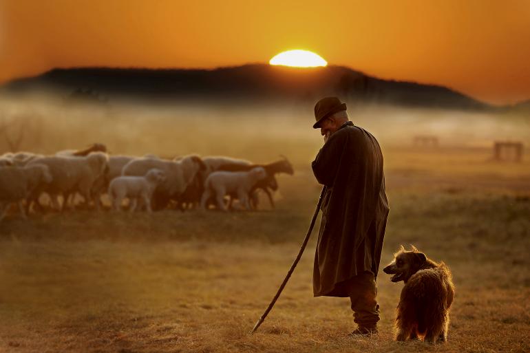 IDEE: Der Schäfer, sein Hund und die Schafe im Abendlicht, zusammen mit den Vogesen im Hintergrund. Dazu musste der Fotograf aufwendig inszenieren. GESTALTUNG: Nur durch das Gegenlicht heben sich Schäfer und Hund, aber auch die Schafe von der sonst in den selben Farbtönen gehaltenen Landschaft ab. TECHNIK: Der Schäfer ließ die Hunde die Schafe extra von links in das Bild treiben. Lange Brennweite, um den Schäfer mit der Weidelandschaft, aber gleichzeitig auch mit der Kette der Vogesen verbinden zu können. 