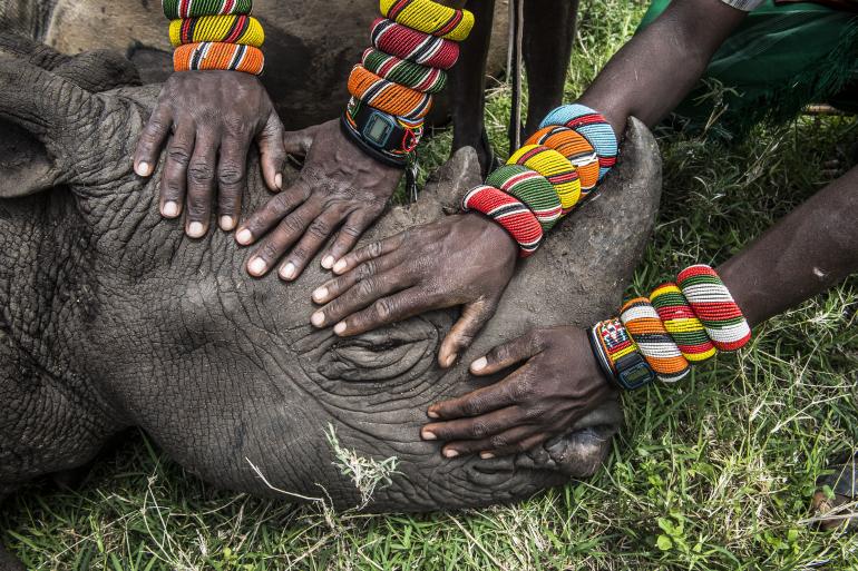 Lewa Downs, Northern Kenya: A group of young Samburu warriors encounter a rhino for the first time in their lives.