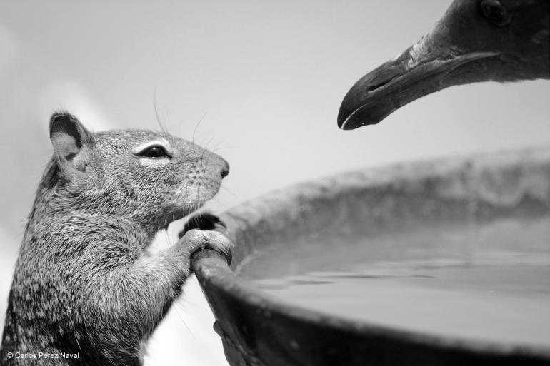 Fotografie des Spaniers Carlos Perez Naval mit dem Titel: &quot;Trinken oder nicht trinken?&quot;