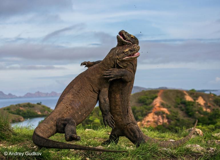 Fotografie des russischen Fotografen Andrei Gudkow mit dem Titel: &quot;Komodo-Judo&quot;