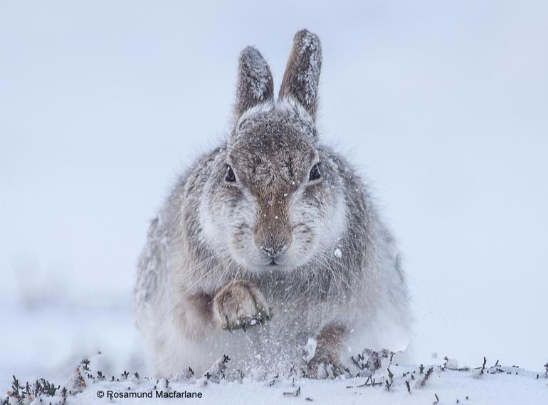 &quot;Schneehase&quot; von Rosamund Macfarlane, Großbritannien