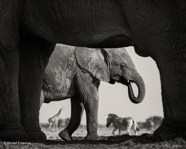 &quot;Lebender Bilderrahmen&quot; von Fotograf Morkel Erasmus, Südafrika