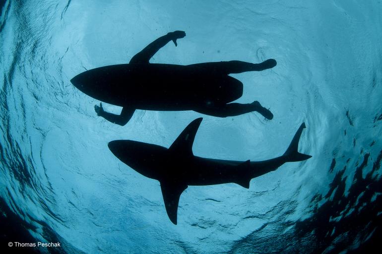 &quot;Synchronschwimmer&quot; von Thomas P. Peschak, Deutschland/Südafrika