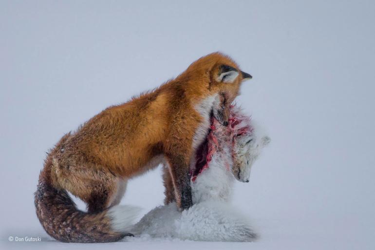 Gewinnerfoto &quot;Die Geschichte zweier Füchse&quot; von Don Gutoski – Naturfotograf des Jahres 2015