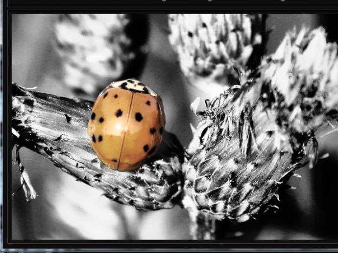 Der beliebte Color-Key-Effekt soll mit der neuen Version von Black &amp; White projects besonders unkompliziert erzielt werden.