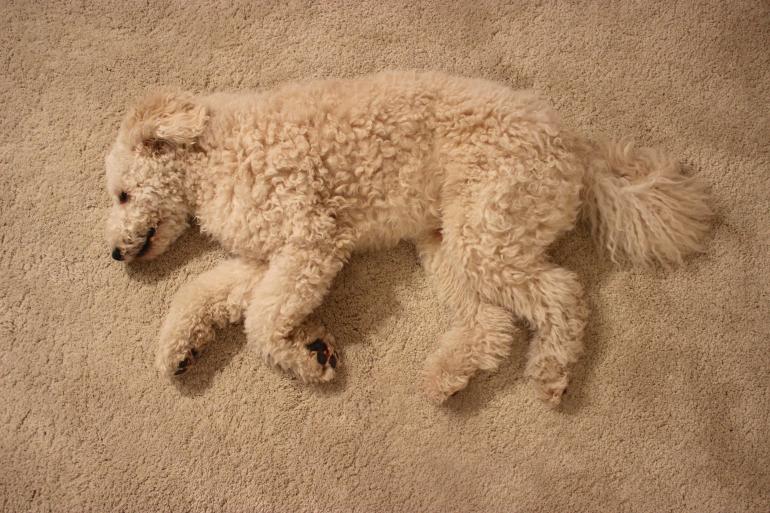 &quot;Flauschiger Hund auf Teppich&quot;