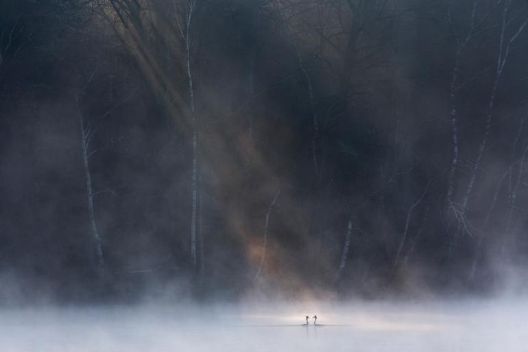 David Peskens (Niederlande): Wildlife