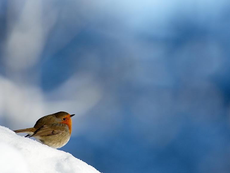 GEO sucht die schönsten Vogelfotos - zu gewinnen gibt es eine Kamera.