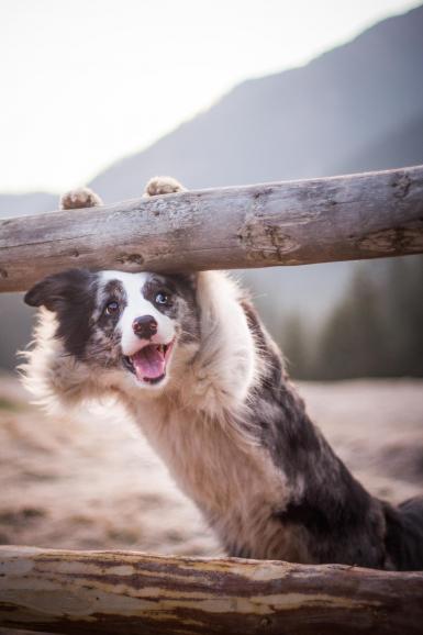 Border Collie Zoe wartet auf die ersten warmen Sonnenstrahlen im idyllischen Chocholowska-Tal. Zoe kann man als ein perfektes Model bezeichnen. Sie kennt alle Tricks, um vor der Kamera zu gefallen.