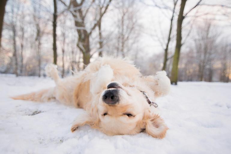 Iza Łyson versucht, in ihren Fotos den individuellen Charakter des jeweiligen Hundes einzufangen.