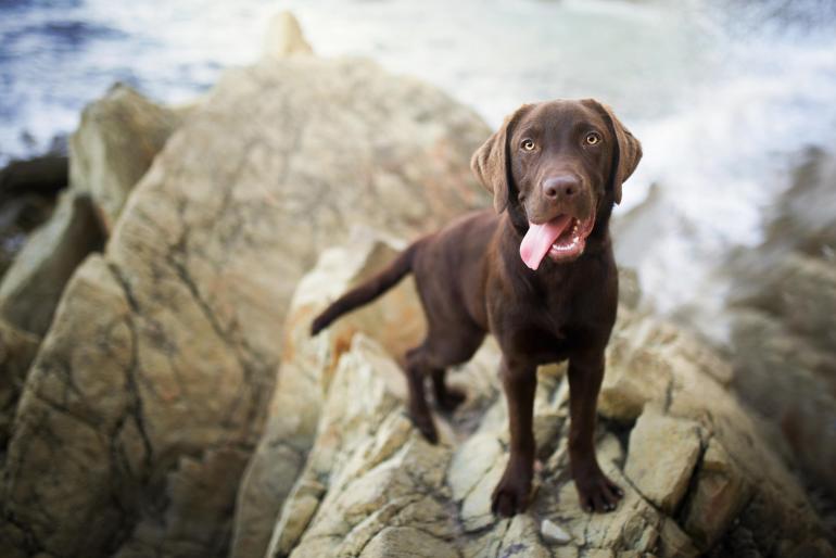 Die Fotografin wollte Hunde am Meer fotografieren. Also fragte sie kurzerhand Badegäste und hatte Glück: Labrador Jules entpuppte sich als Naturtalent vor der Kamera.