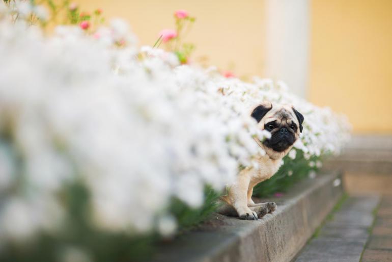 Unbedingt wollte die Fotografin einen Mops fotografieren – leichter gesagt, als getan. Erst nach einer aufwendigen Internetrecherche fand Iza Łyson eine Halterin in Krakau. Dort entstand auch das Foto.