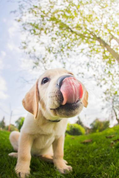 Welpen sind keine einfachen Models. Um Lucky zu fotografieren, musste sich die Fotografin auf den Bauch legen und in seiner Nähe bleiben, da der Hund sonst weggelaufen wäre.