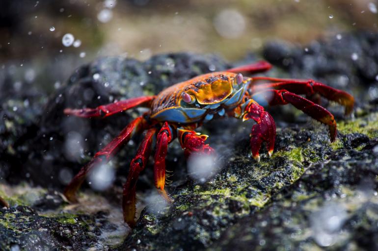 Splash! Eine Rote Klippenkrabbe bahnt sich ihren Weg. 