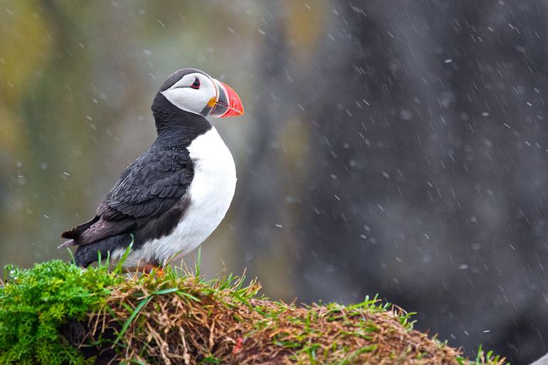 Mit etwas Glück findet man Papageitaucher auf Island. Marc Grove fotografierte den Vogel bei strömenden Regen in der Nähe von Dyrhólaey.